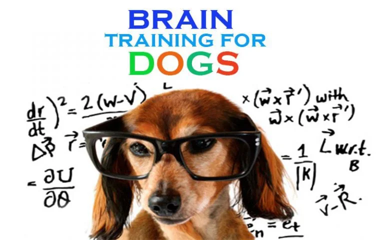Adrienne Farricelli training a dog outdoors