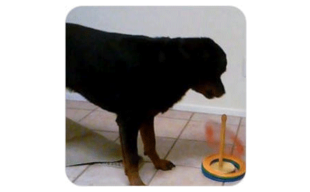 Module 7 Einstein advanced dog brain games